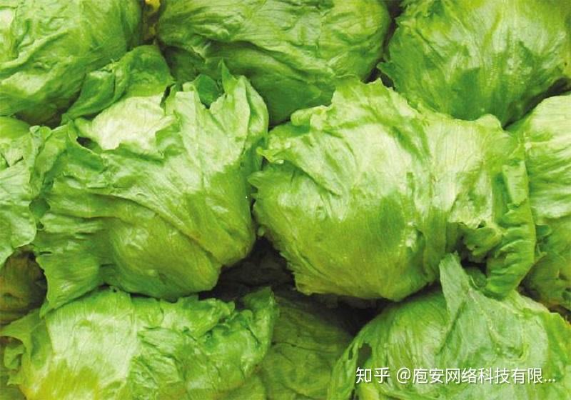 结球生菜最新价格,什么是结球生菜