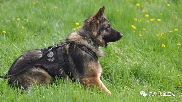 贵州犬卫士，数据解析深入应用实战（视频版）