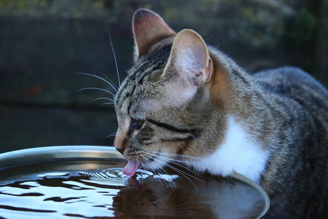 猫咪频繁饮水与尿尿背后的健康秘密，全方位观察猫咪健康状况！